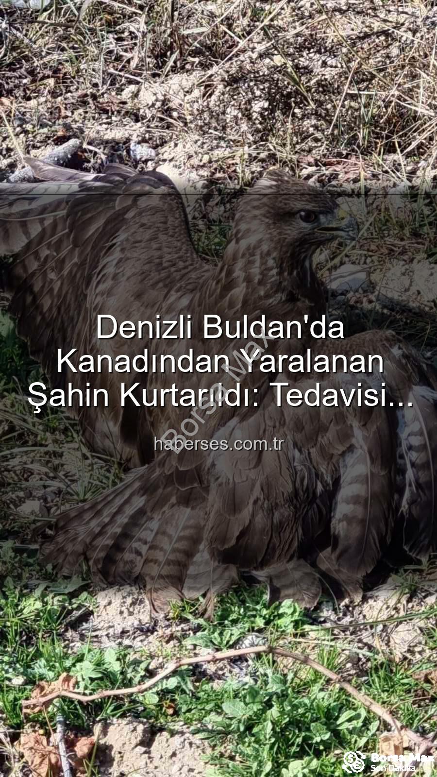 yaralı şahin - Denizli'de Kanadından Yaralanan Şahin Tedavi Altında: Doğanın Sessiz Çığlığına Kulak Verdik