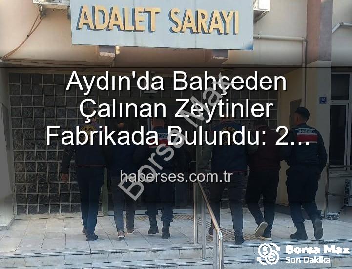 zeytin hırsızlığı - Aydın'da Zeytin Hırsızlığı: Bahçeden Fabrikaya Uzanan Zincir Kırıldı, Failler Yakalandı