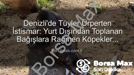 Denizli’de Tüyler Ürperten İstismar: Yurt Dışından Toplanan Bağışlara Rağmen Köpekler Açlıktan Birbirini Yedi