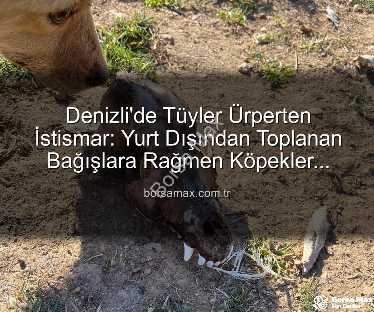 Denizli'de Tüyler Ürperten İstismar: Yurt Dışından Toplanan Bağışlara Rağmen Köpekler Açlıktan Birbirini Yedi
