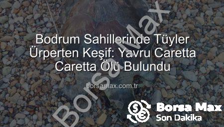 Bodrum Sahillerinde Tüyler Ürperten Keşif: Yavru Caretta Caretta Ölü Bulundu