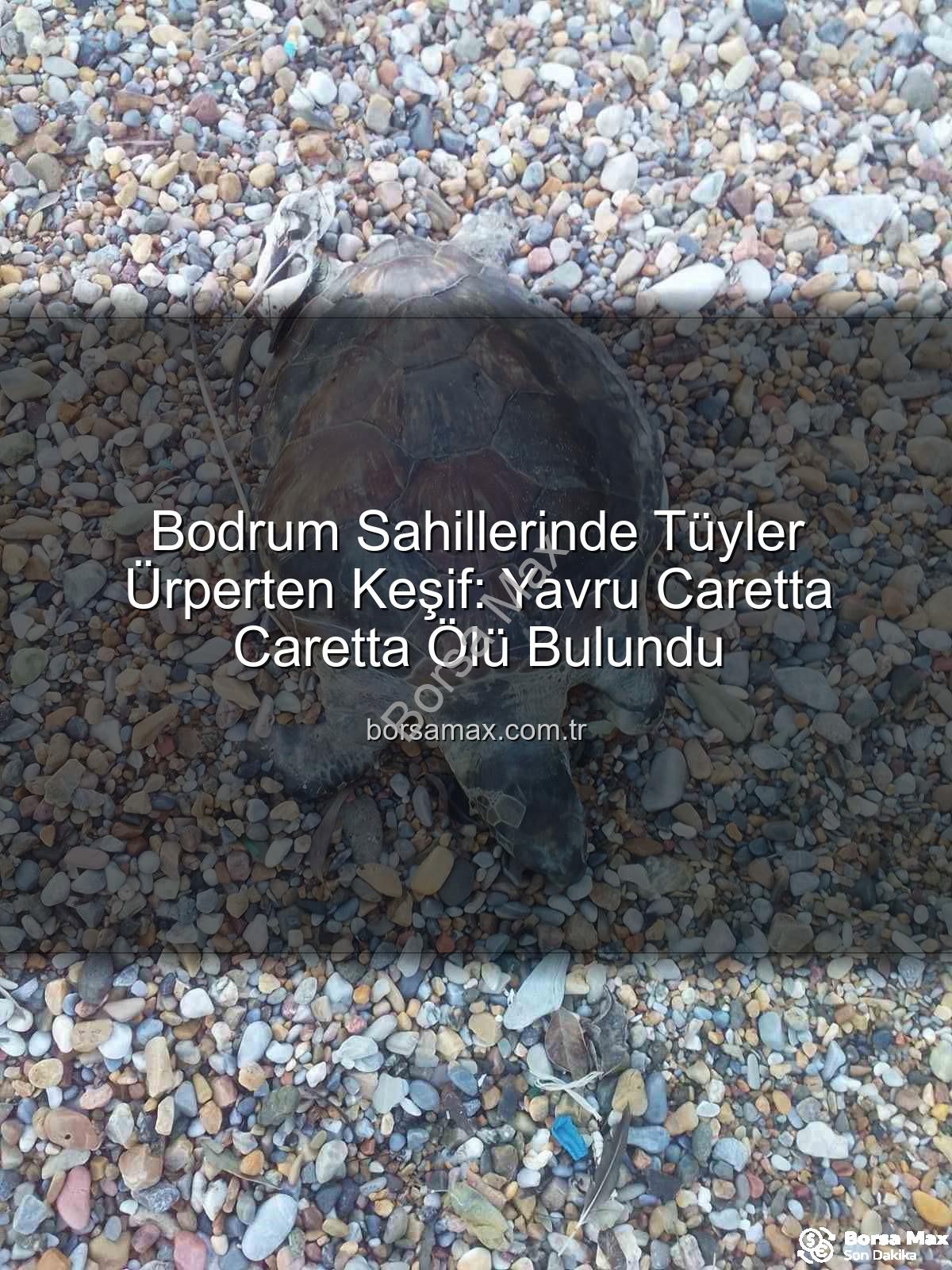 yavru caretta caretta - Bodrum Sahillerinde Tüyler Ürperten Keşif: Yavru Caretta Caretta Ölü Bulundu