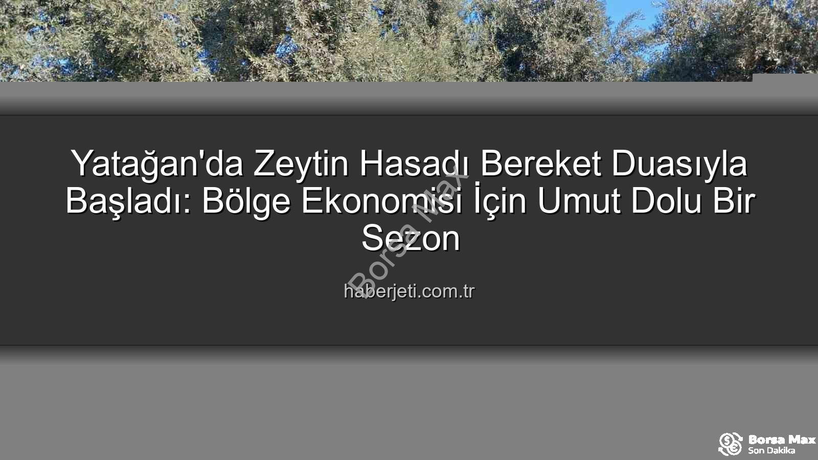 Yatağan zeytin hasadı - Yatağan'da Zeytin Hasadı Dualarla Başladı: Bereket ve Umut Dolu Bir Sezon Dileği