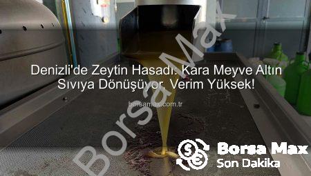 Denizli’de Zeytin Hasadı: Kara Meyve Altın Sıvıya Dönüşüyor, Verim Yüksek!