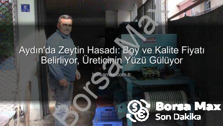 Aydın’da Zeytin Hasadı: Boy ve Kalite Fiyatı Belirliyor, Üreticinin Yüzü Gülüyor