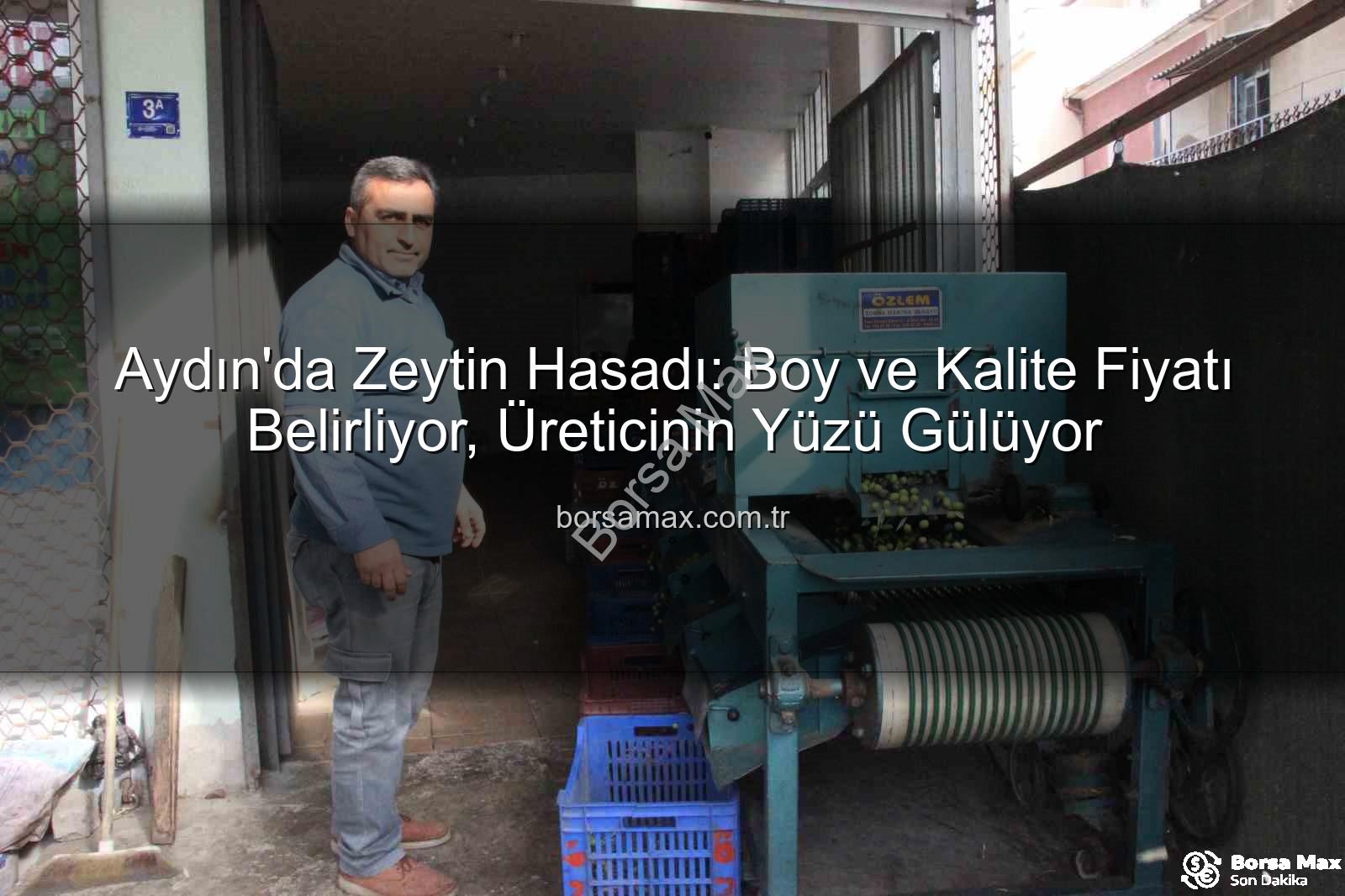 zeytin hasadı - Aydın'da Zeytin Hasadı: Boy ve Kalite Fiyatı Belirliyor, Üreticinin Yüzü Gülüyor