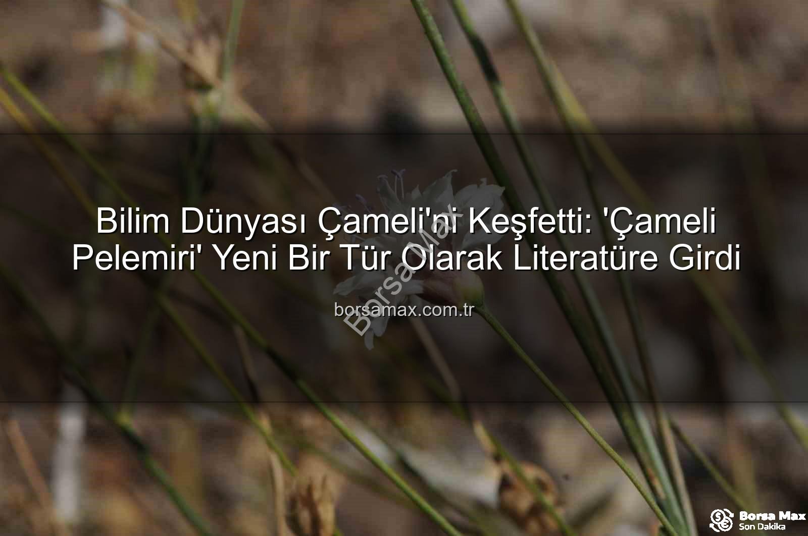 Çameli pelemiri - Bilim Dünyası Çameli'ni Keşfetti: 'Çameli Pelemiri' Yeni Bir Tür Olarak Literatüre Girdi