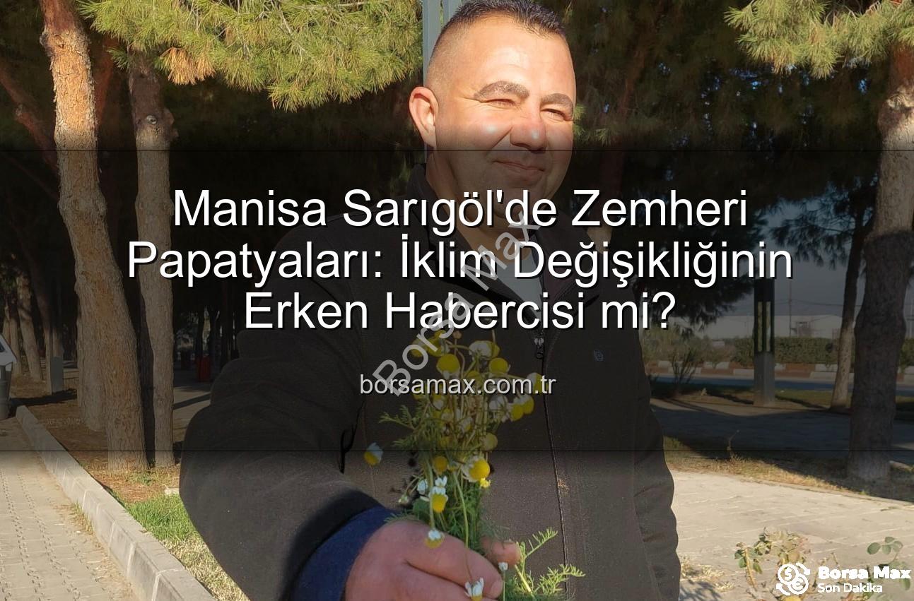 zemheri papatyaları - Manisa Sarıgöl'de Zemheri Papatyaları: İklim Değişikliğinin Erken Habercisi mi?