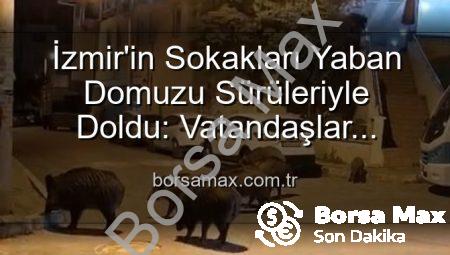 İzmir’in Sokakları Yaban Domuzu Sürüleriyle Doldu: Vatandaşlar Tedirgin, Yetkililere Çağrı Var