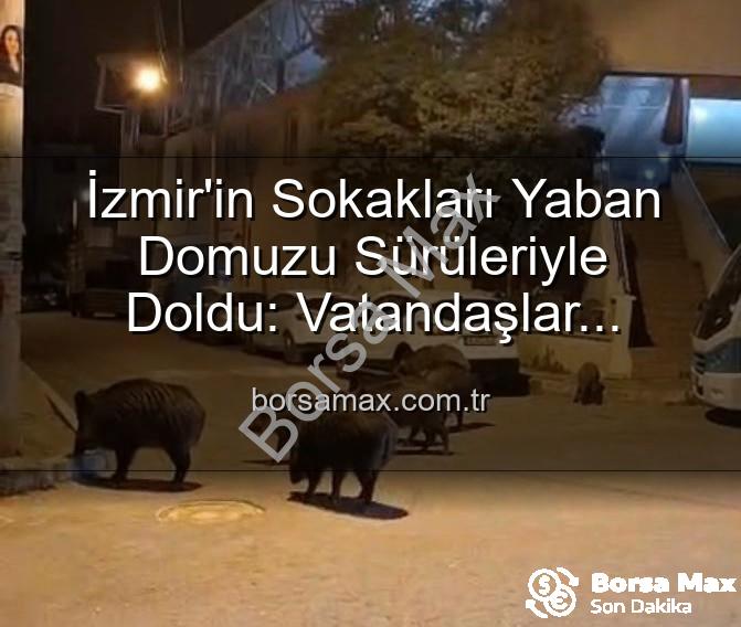 yaban domuzu - İzmir'in Sokakları Yaban Domuzu Sürüleriyle Doldu: Vatandaşlar Tedirgin, Yetkililere Çağrı Var